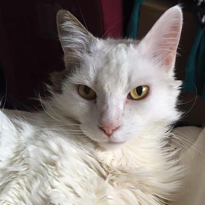 A white cat with a brown ear and bright golden eyes lies on his side, looking majestically at the camera