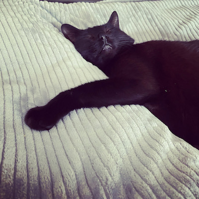 A black cat lies on a bed, spooning a pair of blanket-wrapped legs